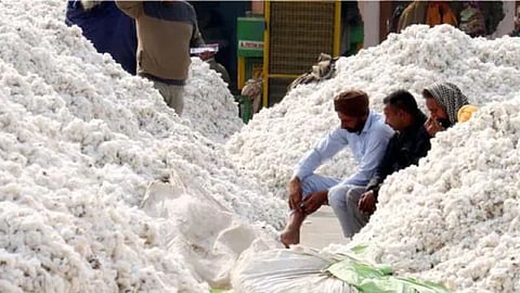 Cotton Export