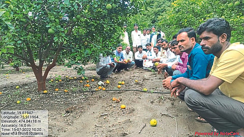 Fruit Fall
