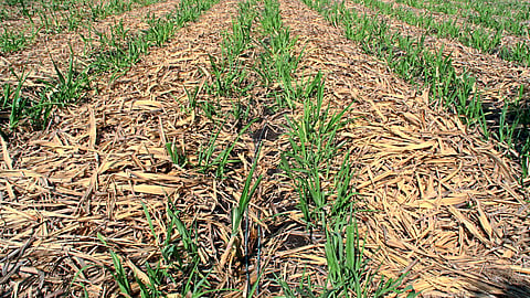 Organic Fertilizer