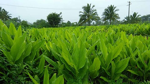 Turmeric Crop