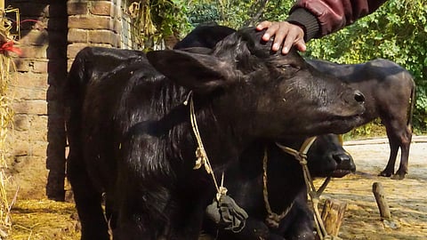 Animal Husbandry