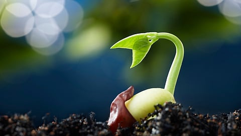 Seed