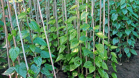 Medicinal Plants