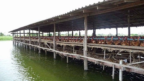 Fish Farming