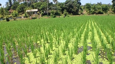 Kharip Sowing