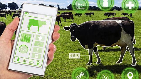 Dairy Development