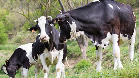 Animal Diseases