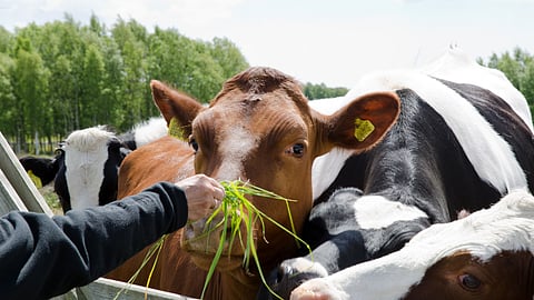 Animal Feed Management