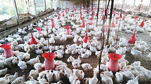 Poultry Feed