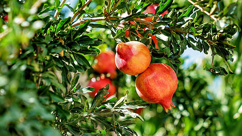Pomegranate