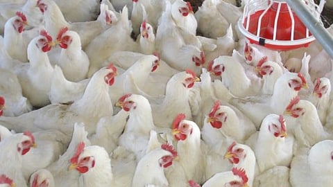Poultry Diseases