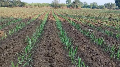 Sugarcane Cultivation
