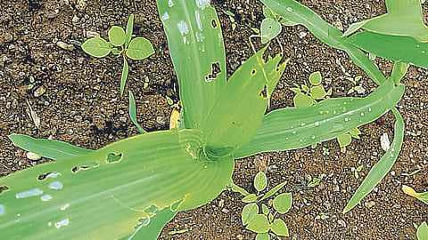 Maize
