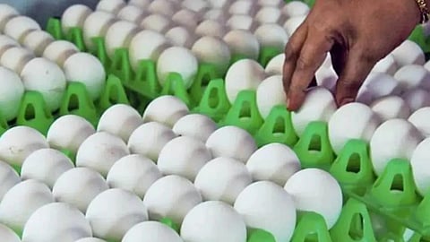 Egg Rate