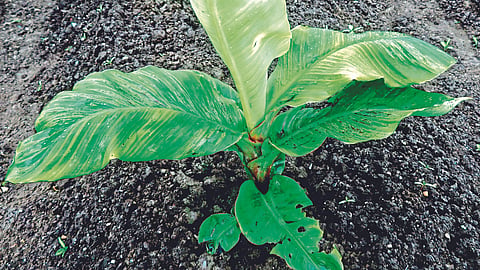 Banana CMV