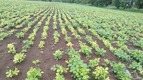 Soybean