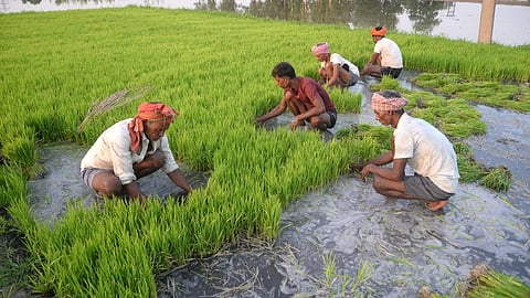 Paddy Cultivation