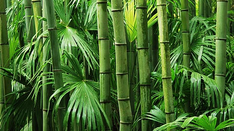 Bamboo