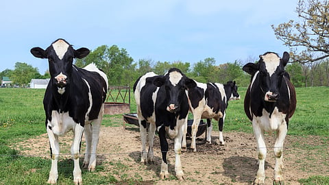 Dairy business