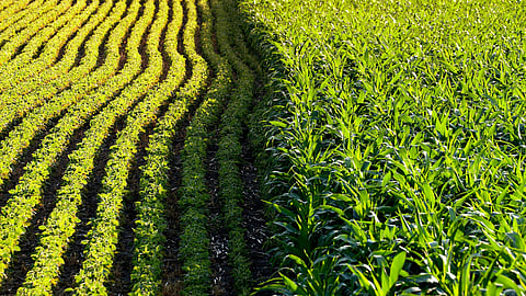 GM Crop