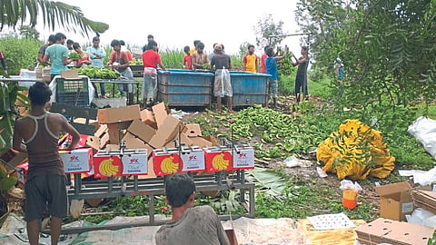 Banana Export
