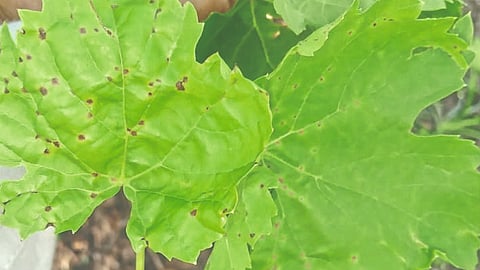 Grape Advisory