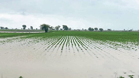 Crop Damage