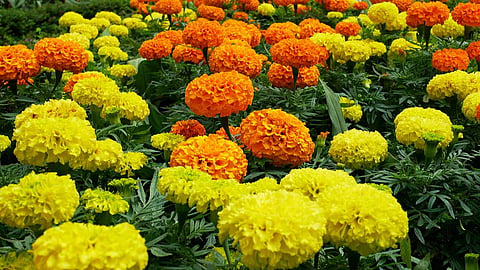Flowers Farming