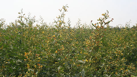 Tur crop Management