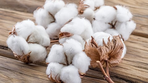 Cotton Production