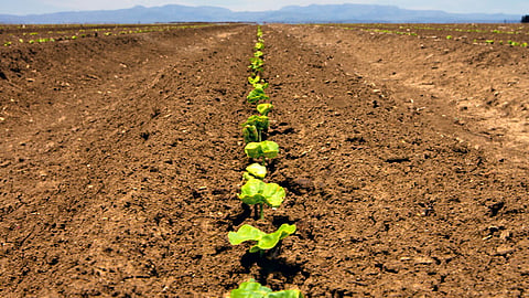 Cotton Sowing