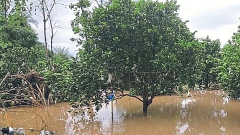 Crop Damage