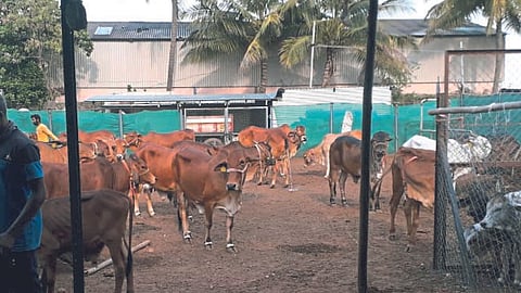 Dairy
