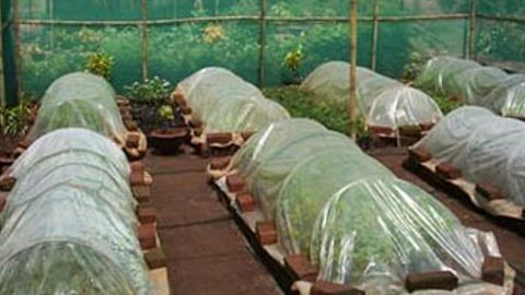 High humidity room for vigorous growth of the graft