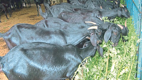 Goat Farming