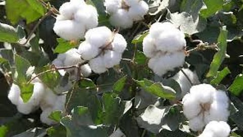Cotton Pest