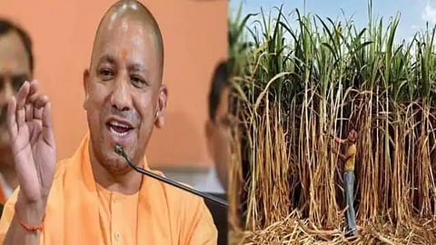 Sugarcane
