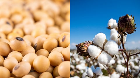 Soybean Cotton