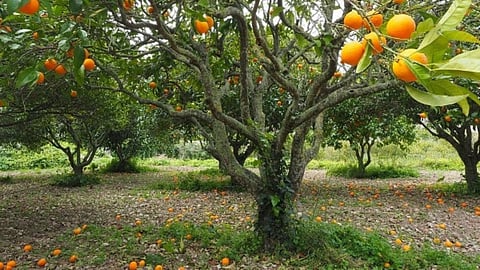Orange