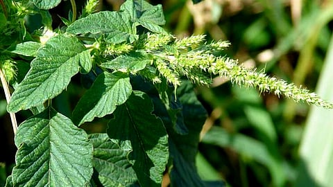 Wild Vegetable