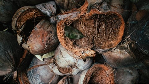 Coconut Shell