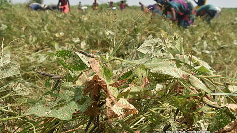 Crop Damage
