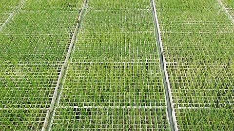 Onion nurseries