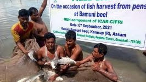 Fish Farming