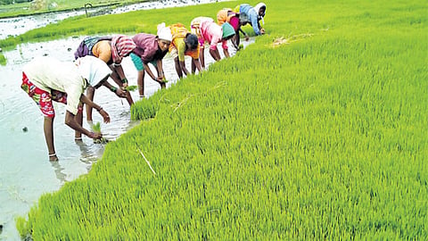 Paddy Cultivation