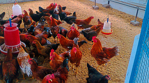 Poultry