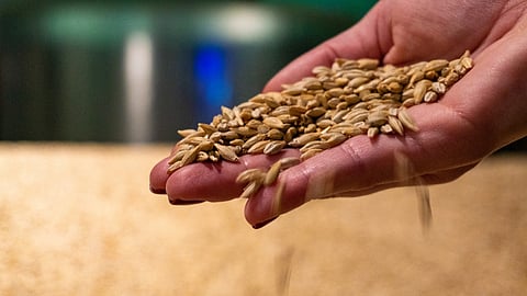 Wheat Price
