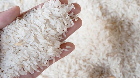 Rice