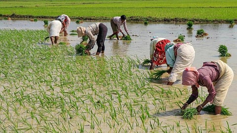 Paddy Cultivation