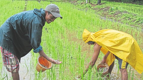 Fertilizers Use